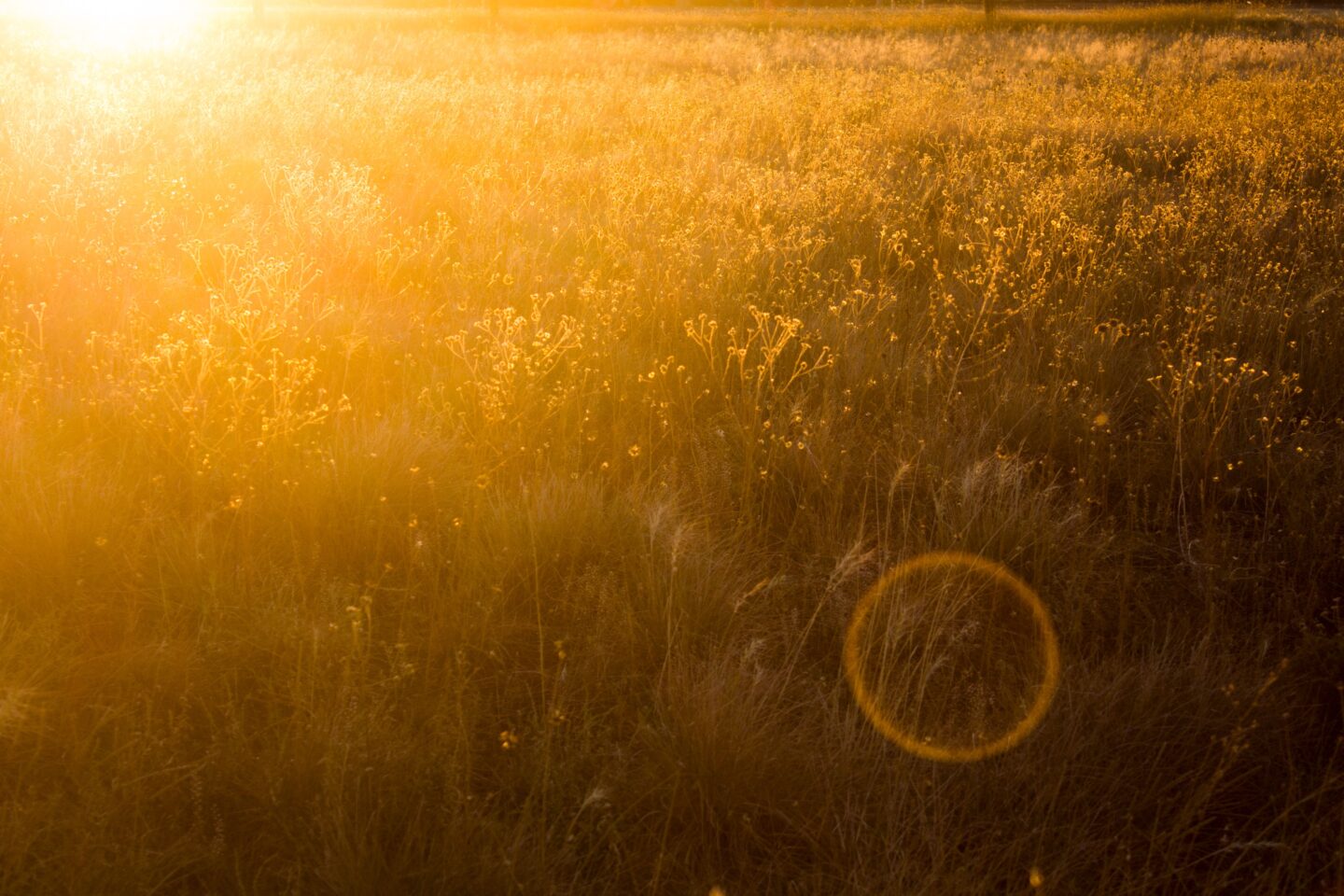 A golden field of grass at sunset